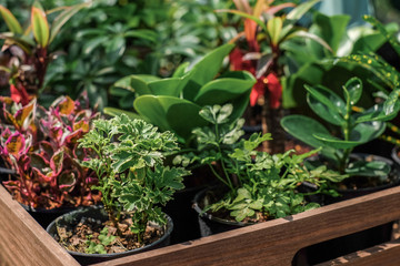 Flowering plants and foliage plants in the Bangkok Thailand Central Garden