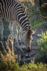 Fototapeta na wymiar A zebra, Equus quagga, drinking from a muddy water hole.