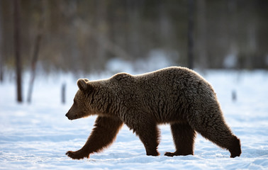 Obraz premium Wild adult brown bear in winter forest. Brown bear, scientific name: Ursus arctos arctos. Winter season. Natural Habitat.
