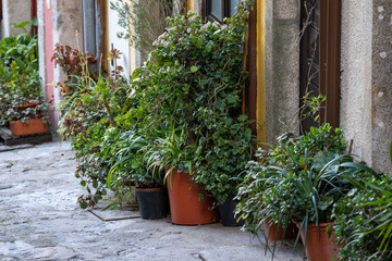 Fototapeta na wymiar Potted plants sitting outside residential doorways in Porto, Portugal