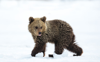 Obraz premium Bear cub walking on the snow in winter forest. Natural habitat. Brown bear, Scientific name: Ursus Arctos Arctos.