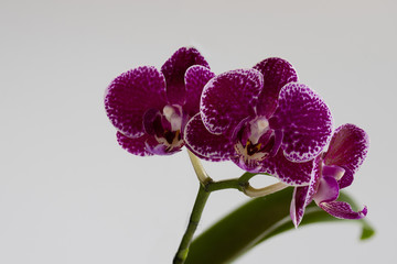 Orchideen