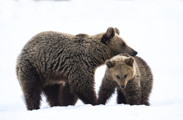 Fototapeta premium She-Bear and bear cub in the winter forest on the snow. Natural habitat. Scientific name: Ursus Arctos Arctos.