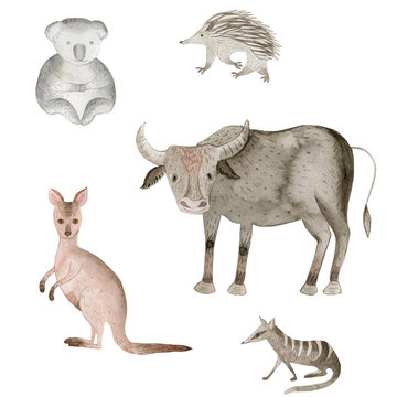 Australian animals. Kangaroo, echidna, koala, buffalo, nambat. Watercolor illustration. © Oksava