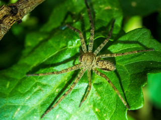 Wolf Spider on the prowl at night. They are robust and agile hunters with excellent eyesight. In...