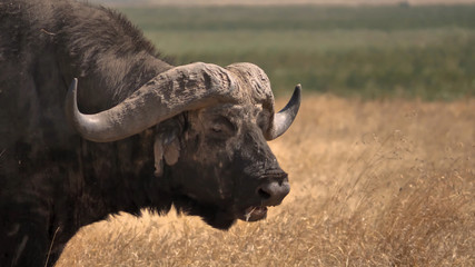 Large African buffalo turned sideways, close-up on the background of dry grass of the savannah