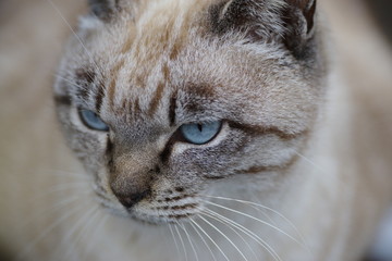 Obraz premium 青い目の猫