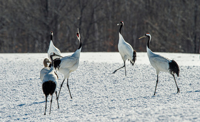 The red-crowned crane . Scientific name: Grus japonensis, also called the Japanese crane or Manchurian crane.