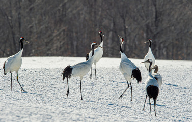 The red-crowned crane . Scientific name: Grus japonensis, also called the Japanese crane or Manchurian crane.
