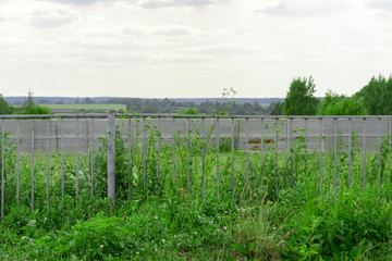 A green field and trees behind an old metal fence