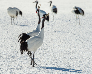 Obraz premium The red-crowned crane . Scientific name: Grus japonensis, also called the Japanese crane or Manchurian crane.