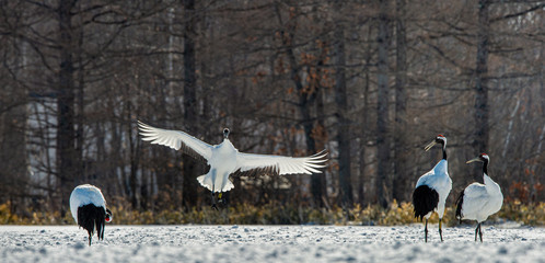 Obraz premium Dancing Cranes. The ritual marriage dance of cranes. The red-crowned crane. Scientific name: Grus japonensis, also called the Japanese crane or Manchurian crane, is a large East Asian Crane.