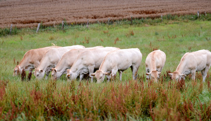 young blonde d'aquitaine cows grazing in meadow