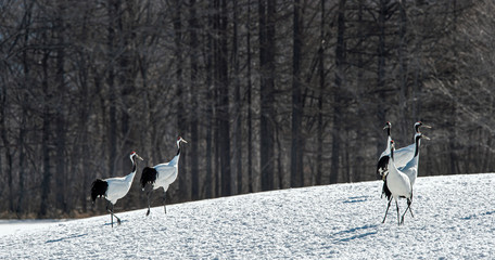 Dancing Cranes. The ritual marriage dance of cranes. The red-crowned crane. Scientific name: Grus japonensis, also called the Japanese crane or Manchurian crane, is a large East Asian Crane.