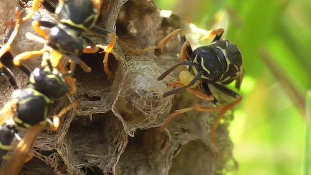 Heide-Feldwespe zerkaut Nahrungsballen auf dem Nest