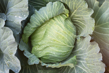 Close up fresh Cabbage in farm field vegetable organic background.Cabbagein the rainy season.