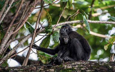 The Celebes crested macaque and cub on the tree. Crested black macaque, Sulawesi crested macaque, sulawesi macaque or the black ape. Natural habitat. Sulawesi. Indonesia.