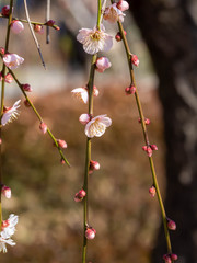 ほころび始めた梅の花