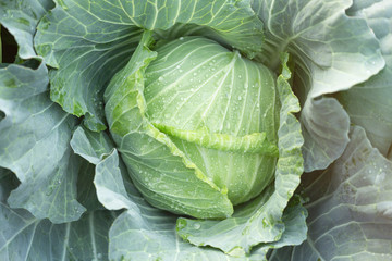 Fototapeta premium Close up fresh Cabbage in farm field vegetable organic background.Cabbagein the rainy season.