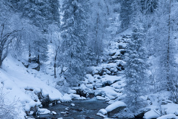 Fototapeta na wymiar stream in the coniferous forest in the mountains in winter
