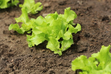 Green curly salad growing in the garden, growing. Healthy vegetarian food