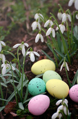 Easter quail eggs with snowdrop flowers, spring time in forest, background. Easter composition. Greeting card design, postcard. Close up.