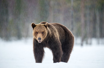 Fototapeta premium Wild adult brown bear in winter forest. Front view. Brown bear, scientific name: Ursus arctos arctos. Winter season. Natural Habitat.