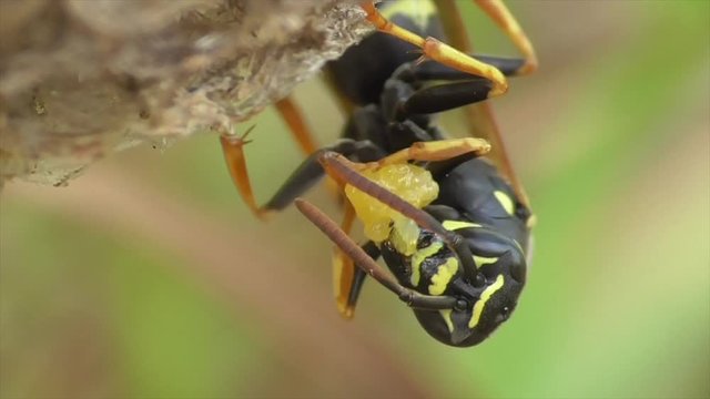 Heide-Feldwespe zerkaut Nahrungsballen auf dem Nest