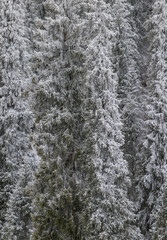 snowy frozen coniferous forest in the mountains in winter