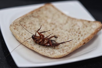 close up cockroach eat white bread on the dish
