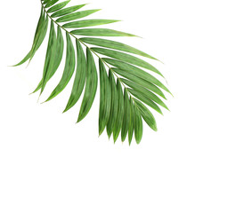 tropical nature green palm leaf isolated pattern background with clipping path