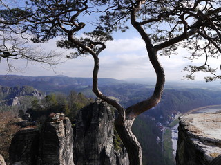 Old tree in front of the Elbe-valley in the Elbsandsteingebirge 
