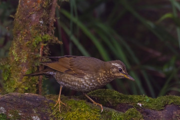 view of a beautiful bird in nature