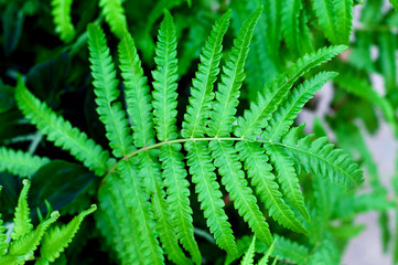 Fern leaf and green leaf stalk