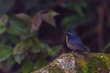 view of a beautiful bird in nature