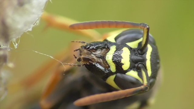 Heide-Feldwespe putzt sich auf dem Nest, Mundwerkzeuge