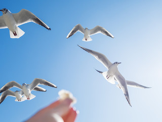 Seagull is trying to snatch a piece of bread from the woman's hand. Feeding birds. Bright blue sky on background.