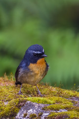 view of a beautiful bird in nature
