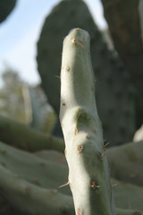 Green Spike Cactus In Mallorca Plant
