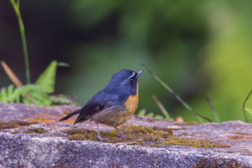 view of a beautiful bird in nature