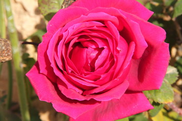 Pink and Yellow Flowers With Trees In Mallorca