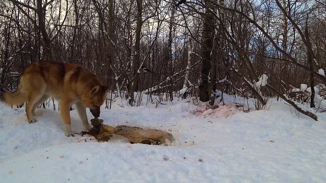 dog in the winter forest eats animal remains in the snow