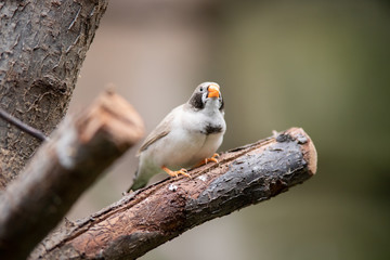 Precioso pájaro Diamante mandarín (Taeniopygia guttata)