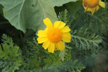 Pink and Yellow Flowers With Trees In Mallorca