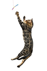 jumping cat on white background