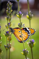 Monarch Butterfly (Danaus plexippus) on a Lavendar bush