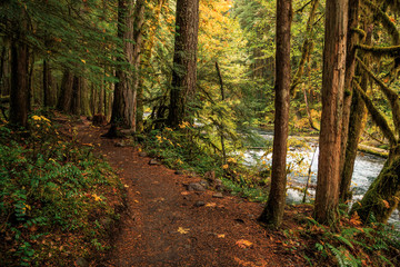 Oregon Forest, Willamette National Forest