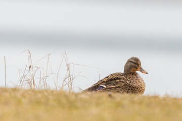 female mallard duck (anas platyrhynchos) in brown meadow