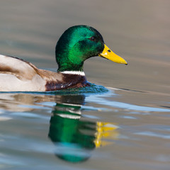 close-up swimming colorful male mallard duck (anas platyrhynchos)