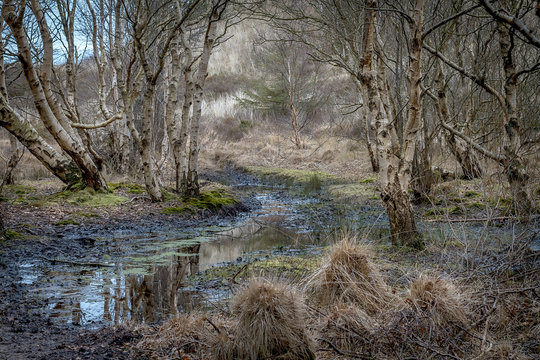 Zauberwald, Waldspaziergang, Birken, Amrum